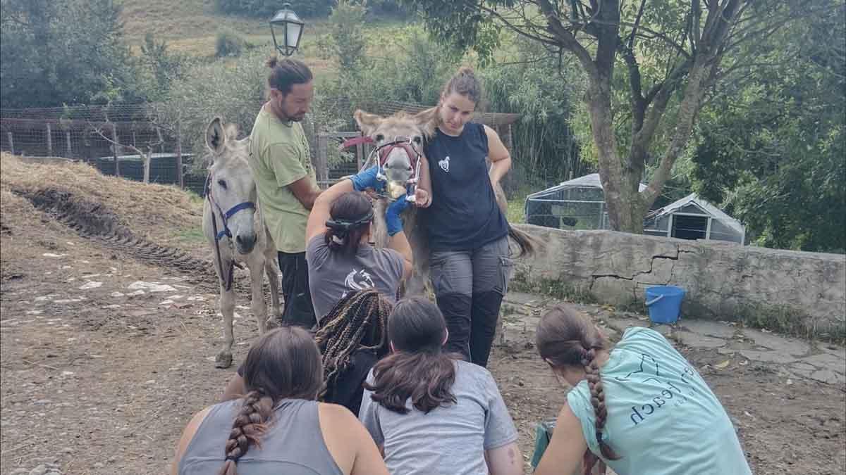 一名妇女在别人的注视下检查驴的牙齿.